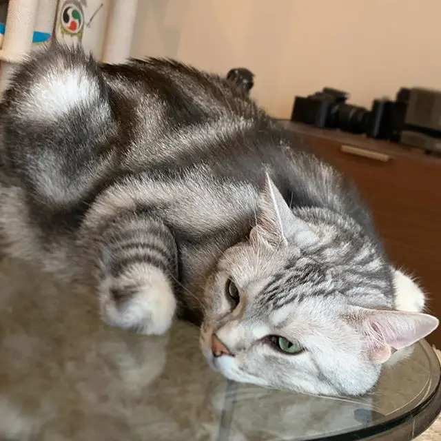 かえる寝スタイルの画像_3