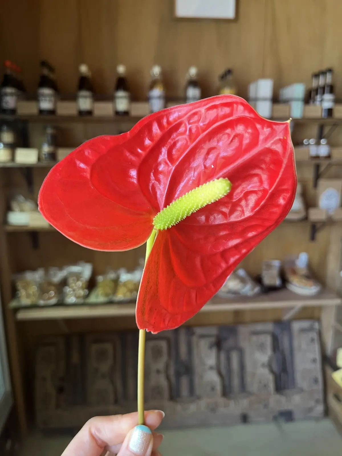 初夏のお花で『花屋で写真館♪』の画像_8