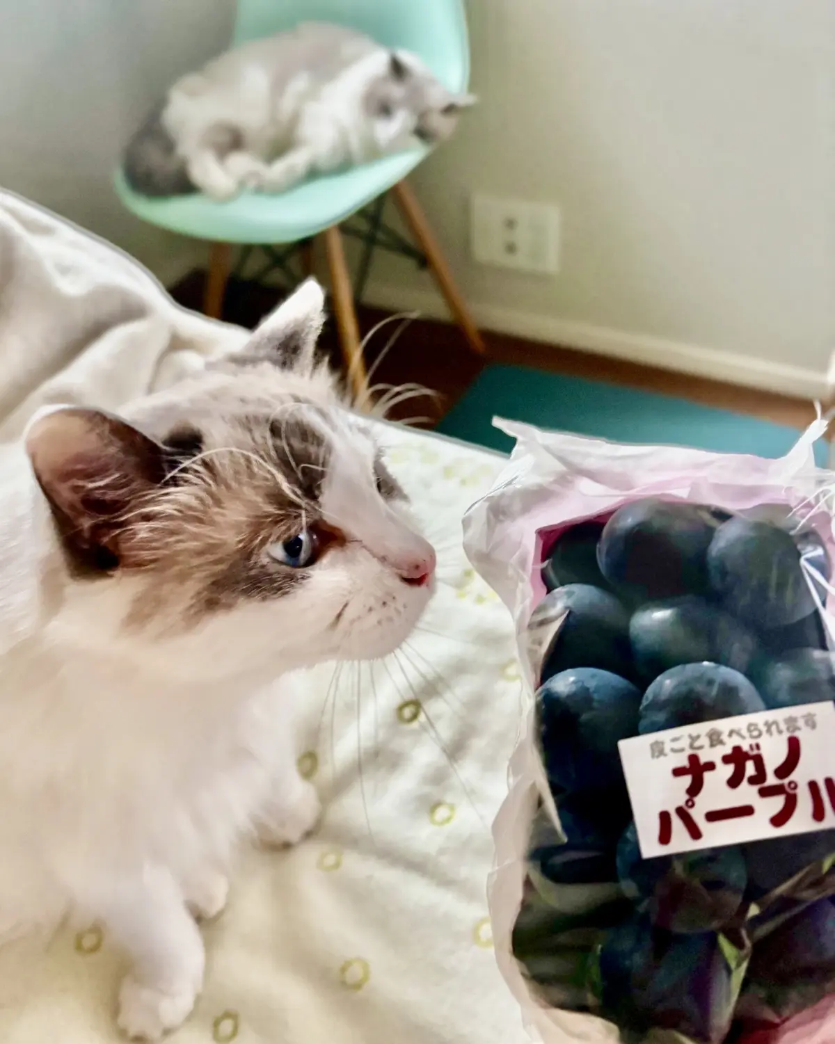 猫様たちとナガノパープル