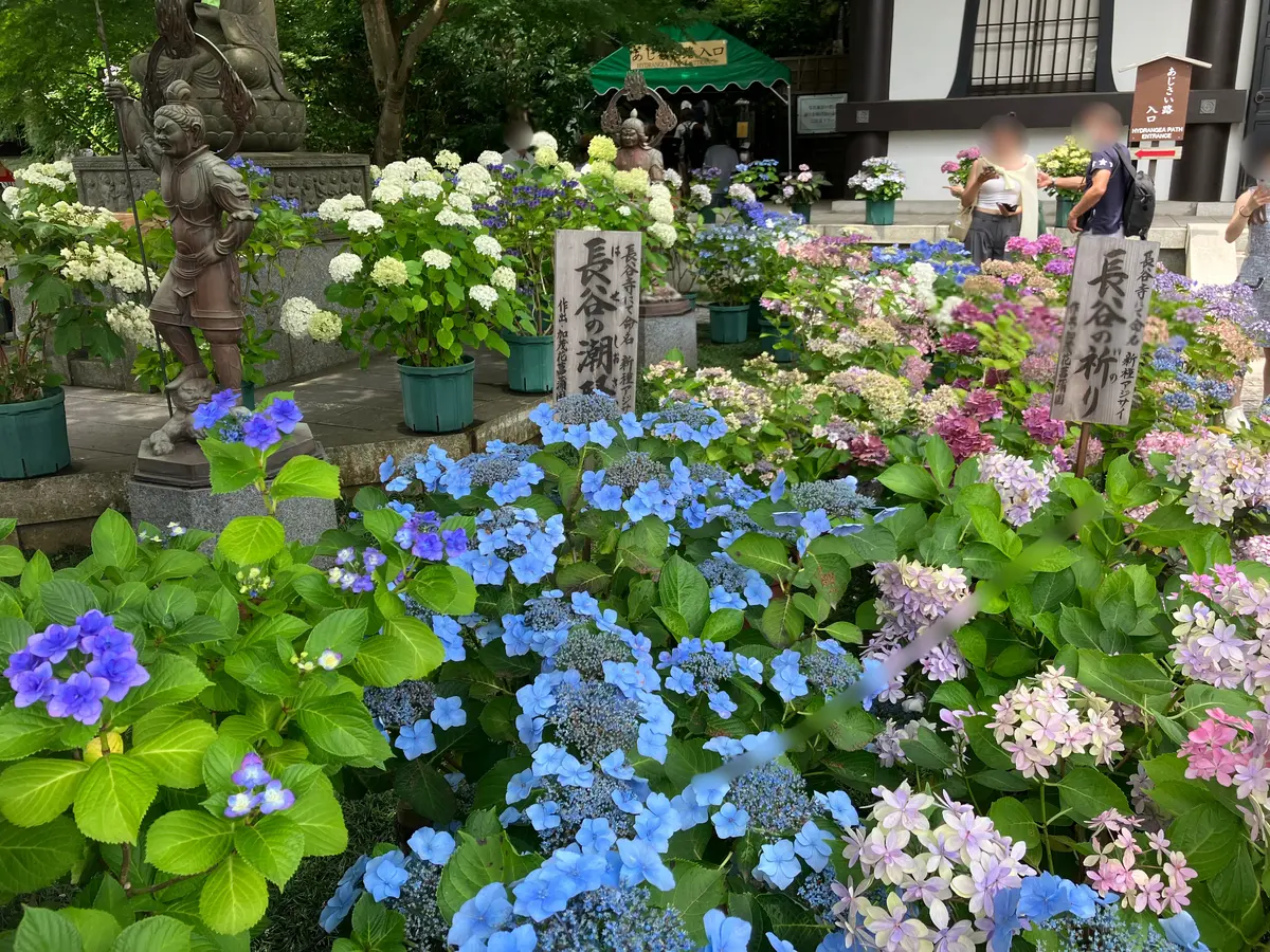 鎌倉紫陽花ツアーへの画像_5