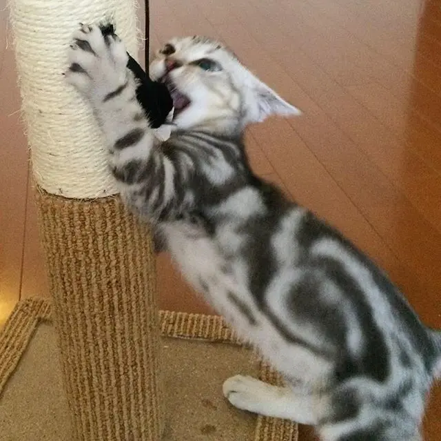 こどもの日の画像_4