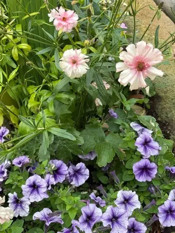 GWどこへ行く？ディズニーシー、ファンタの画像_9