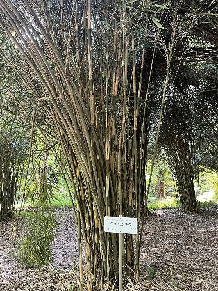 新緑の小石川植物園への画像_16