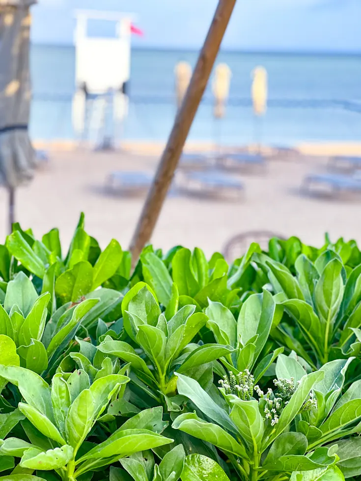 【さかぽんの冒険】旅する帽子☆沖縄トリッの画像_5