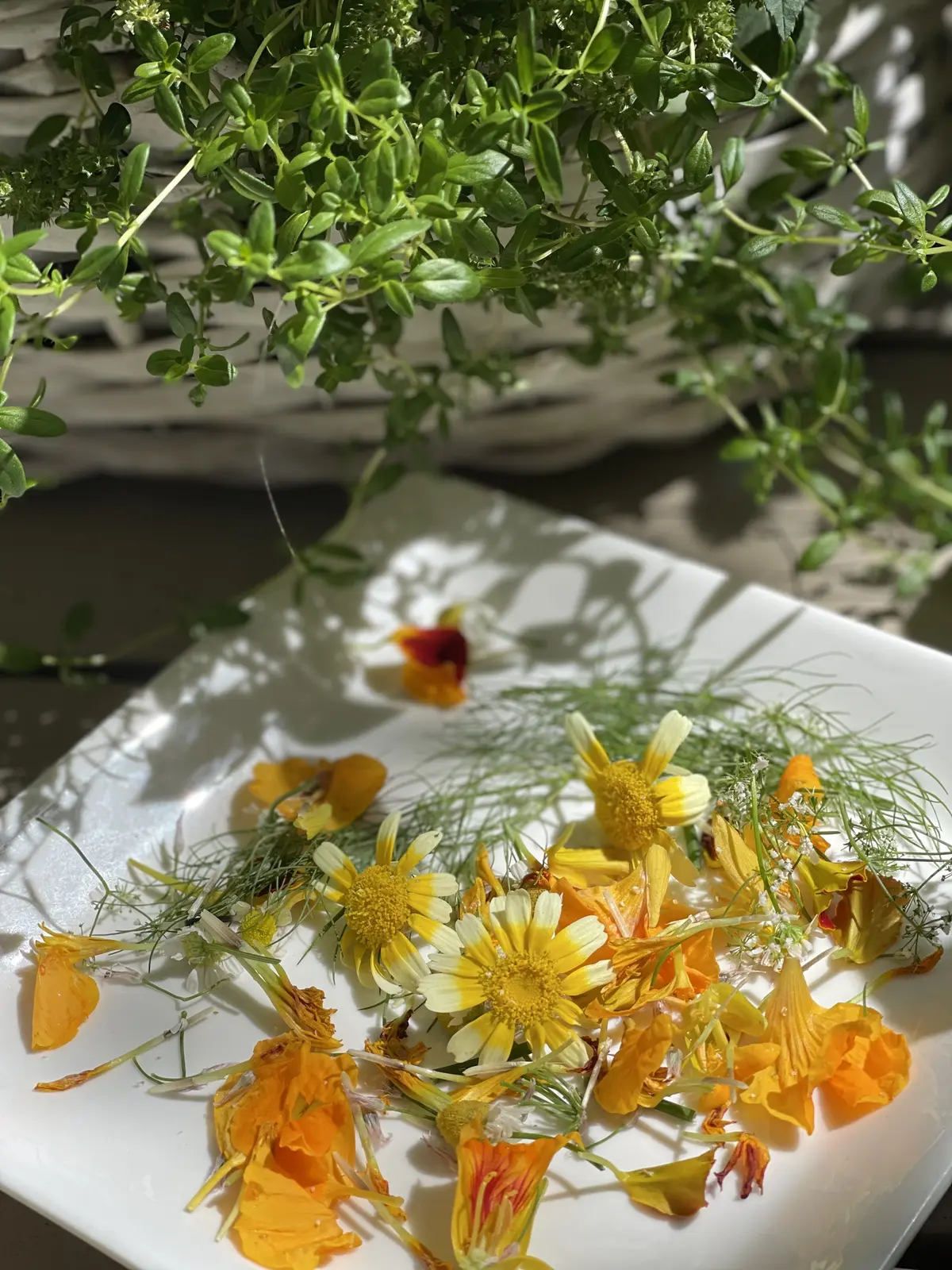 ハーブのある暮らし・・NO HERB Nの画像_13