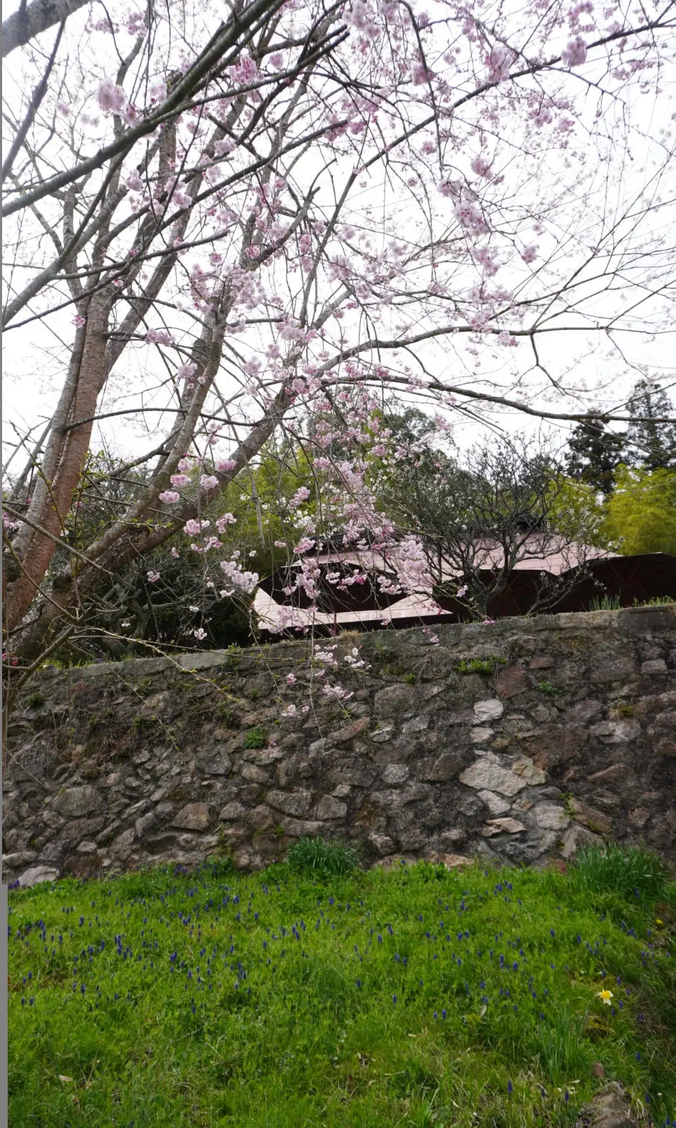 花三昧♡花夢の里☆おへそ☆ワンコとお花見の画像_10