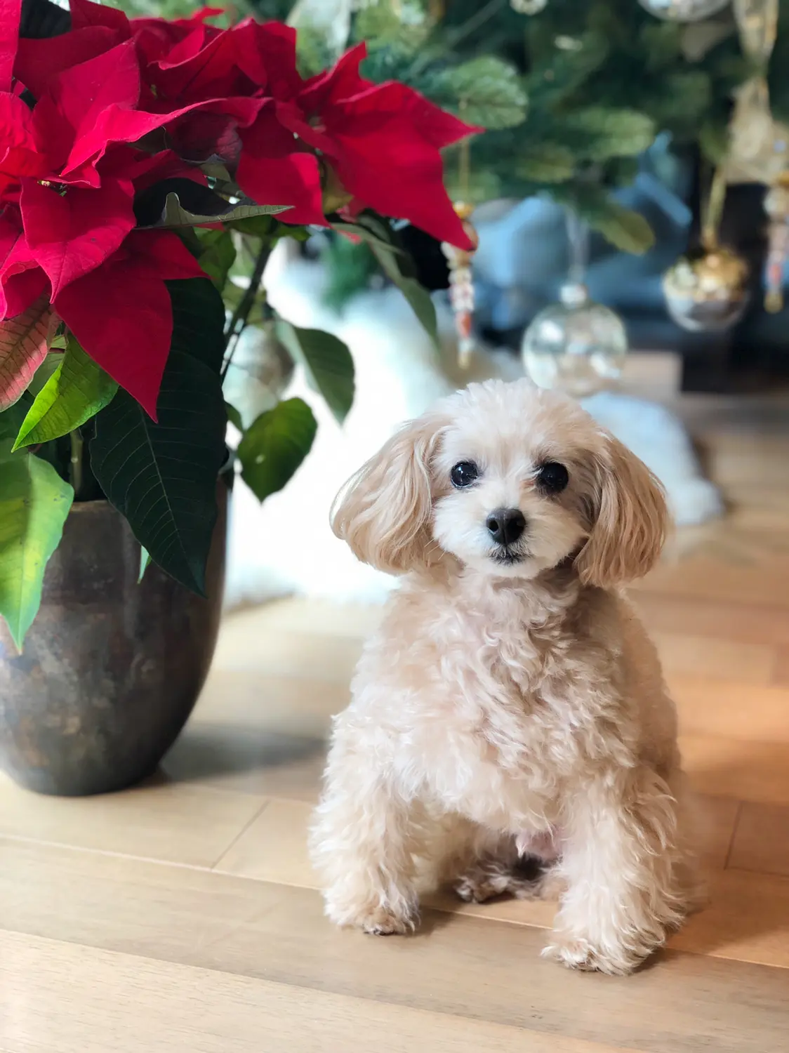 憧れの色「グレージュ」を身近にの画像_4