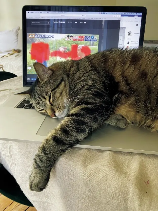 PCを開くと寄ってくるタイプ