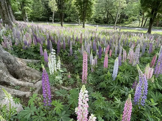 埼玉県森林公園「ルピナス畑」