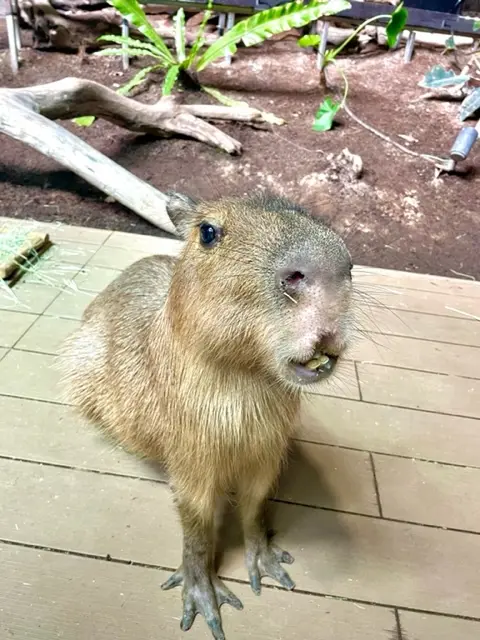 カピバラにえさやり体験♡カワスイへの画像_5