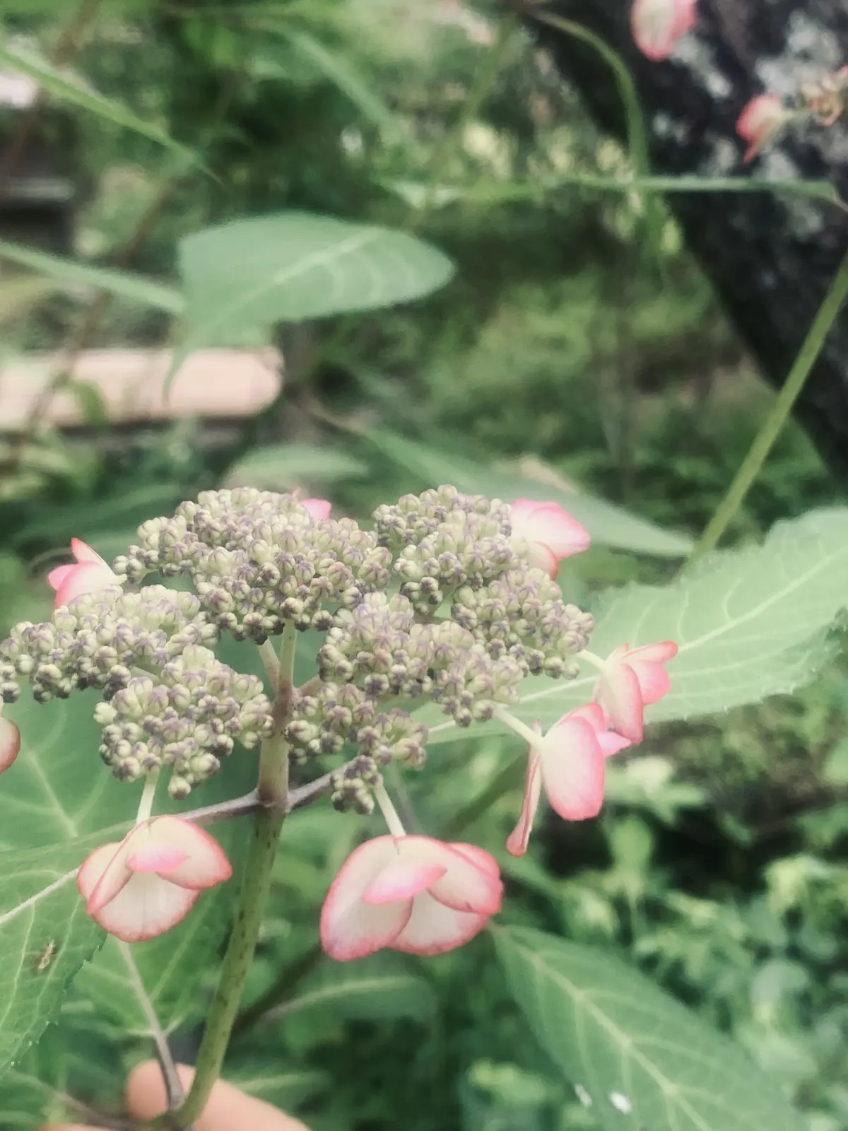 ピンクの紫陽花