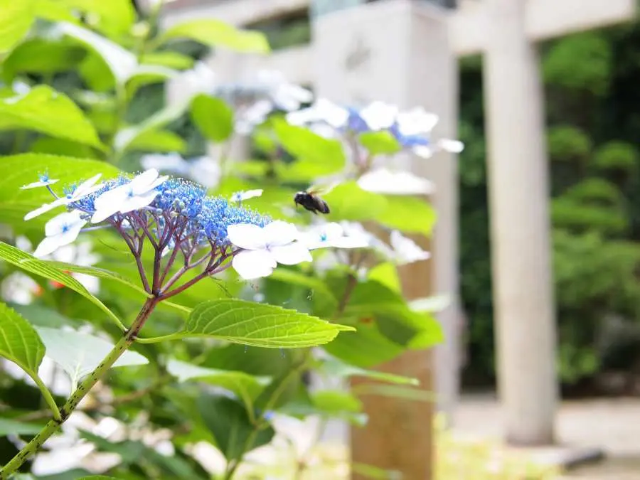 竹生島　宝厳寺　あじさい　6月　梅雨の晴れ間　小旅行　ドライブ旅行