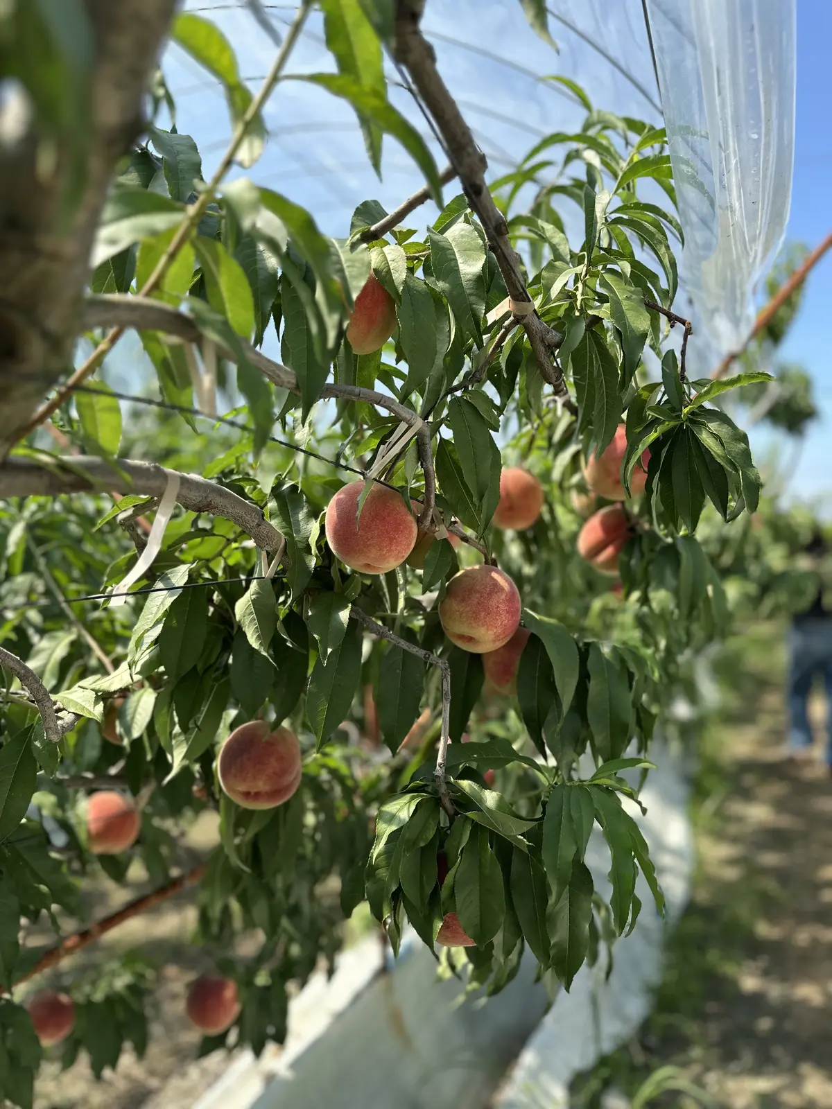 親子三代で行くはとバスツアーと真夏の高尾の画像_17