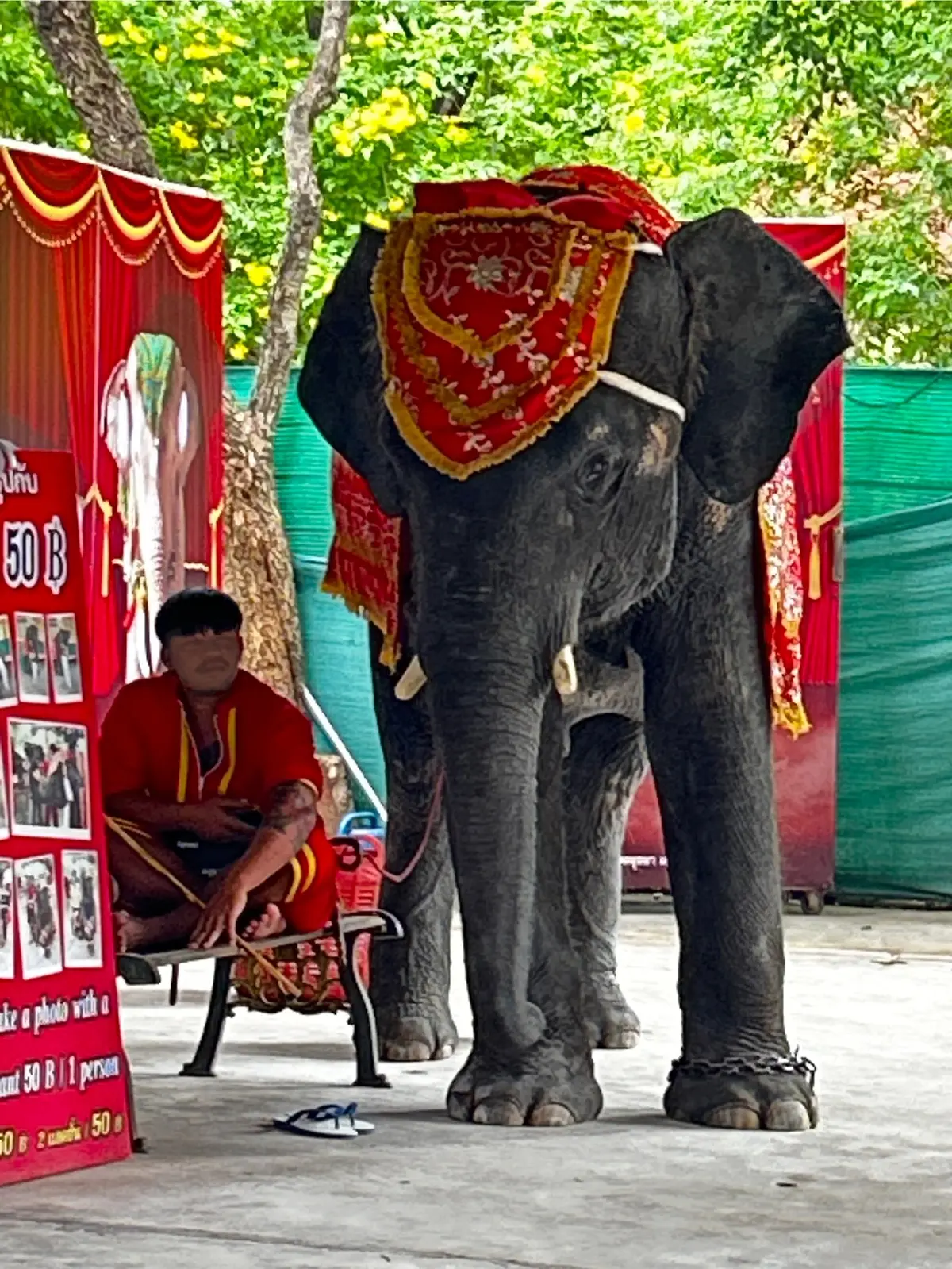 アユタヤ遺跡　象のパーク　タイ　Ayutthaya 　ซากโบราณสถานอยุธยา