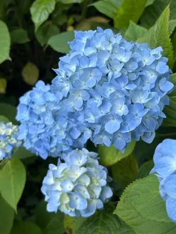 鎌倉紫陽花と続・続・最後から二番目の恋ロの画像_3