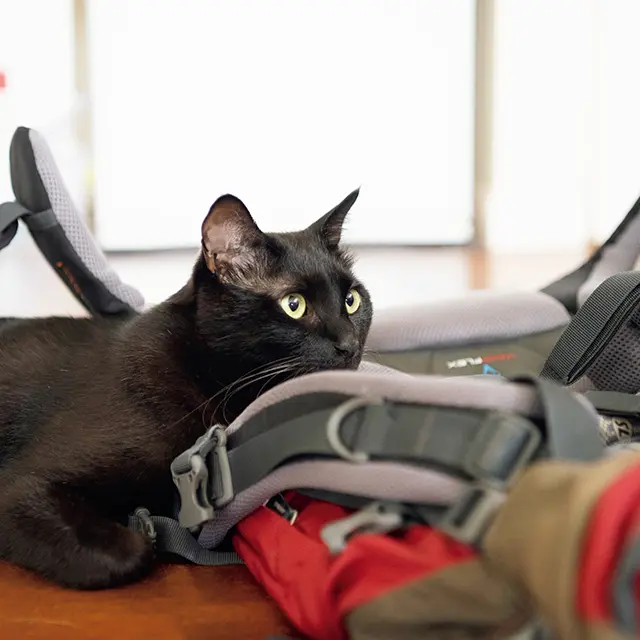 山 下 さ ん の 登 山 グ ッ ズ を 見 つ け る と 、 す ぐ さ ま いたずらをしに来る。噛まれることもしばしば