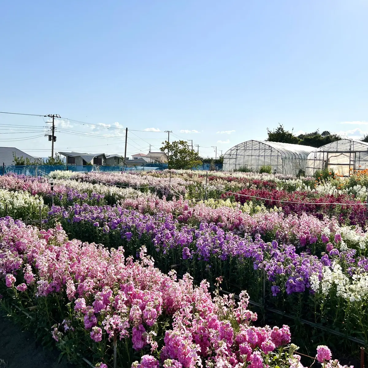 春のお出かけ♪南房総へ花摘みに行ったら最の画像_13