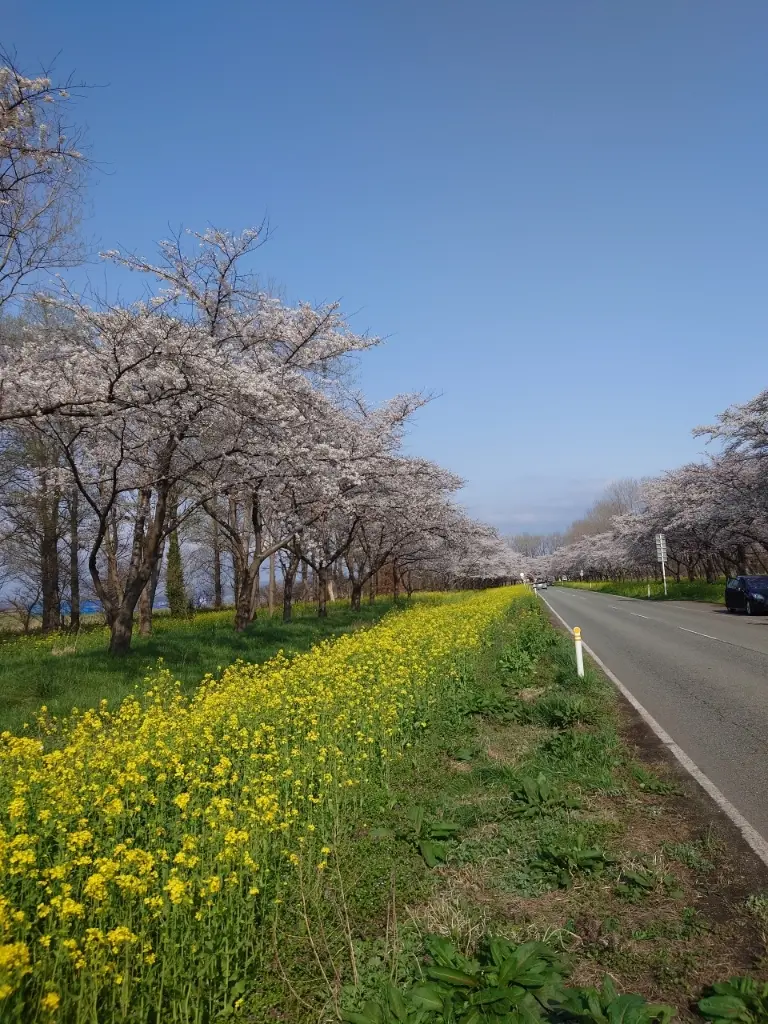 菜の花ロード②