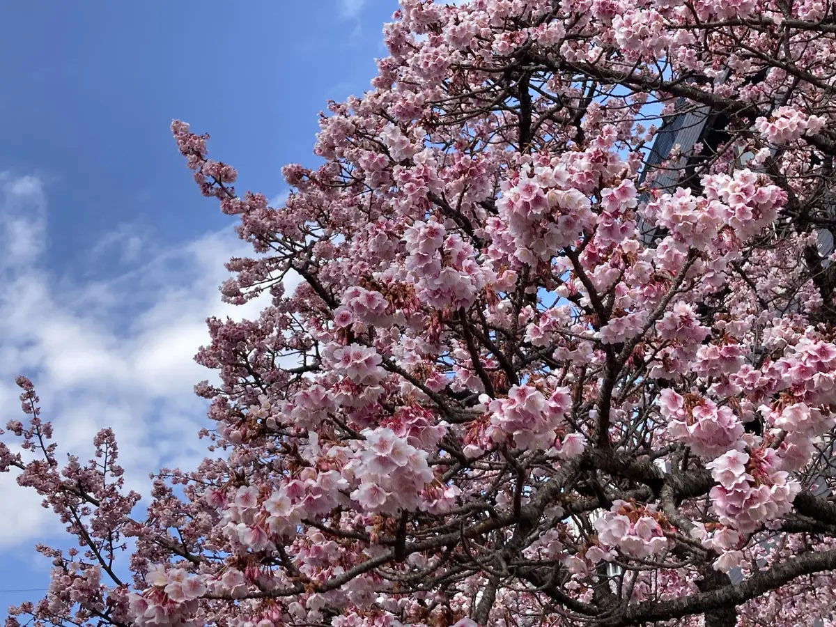 あたみ桜　糸川遊歩道