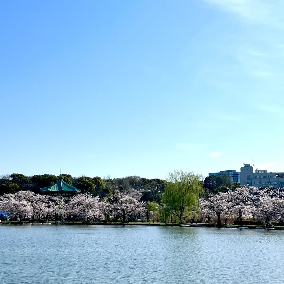上野恩賜公園の桜　池の辺りの桜