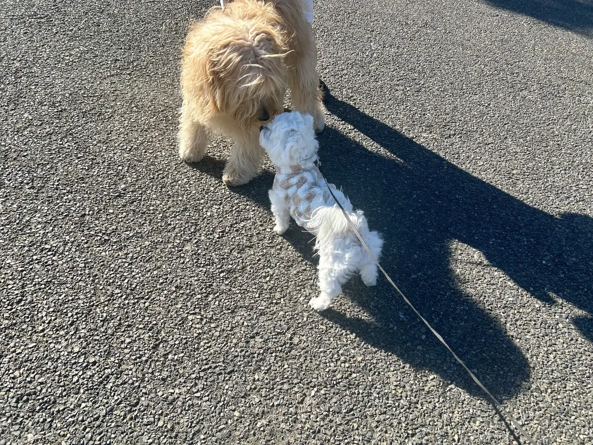 ヘルノファージレで山下公園への画像_10