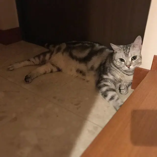 玄関の神様の画像_1