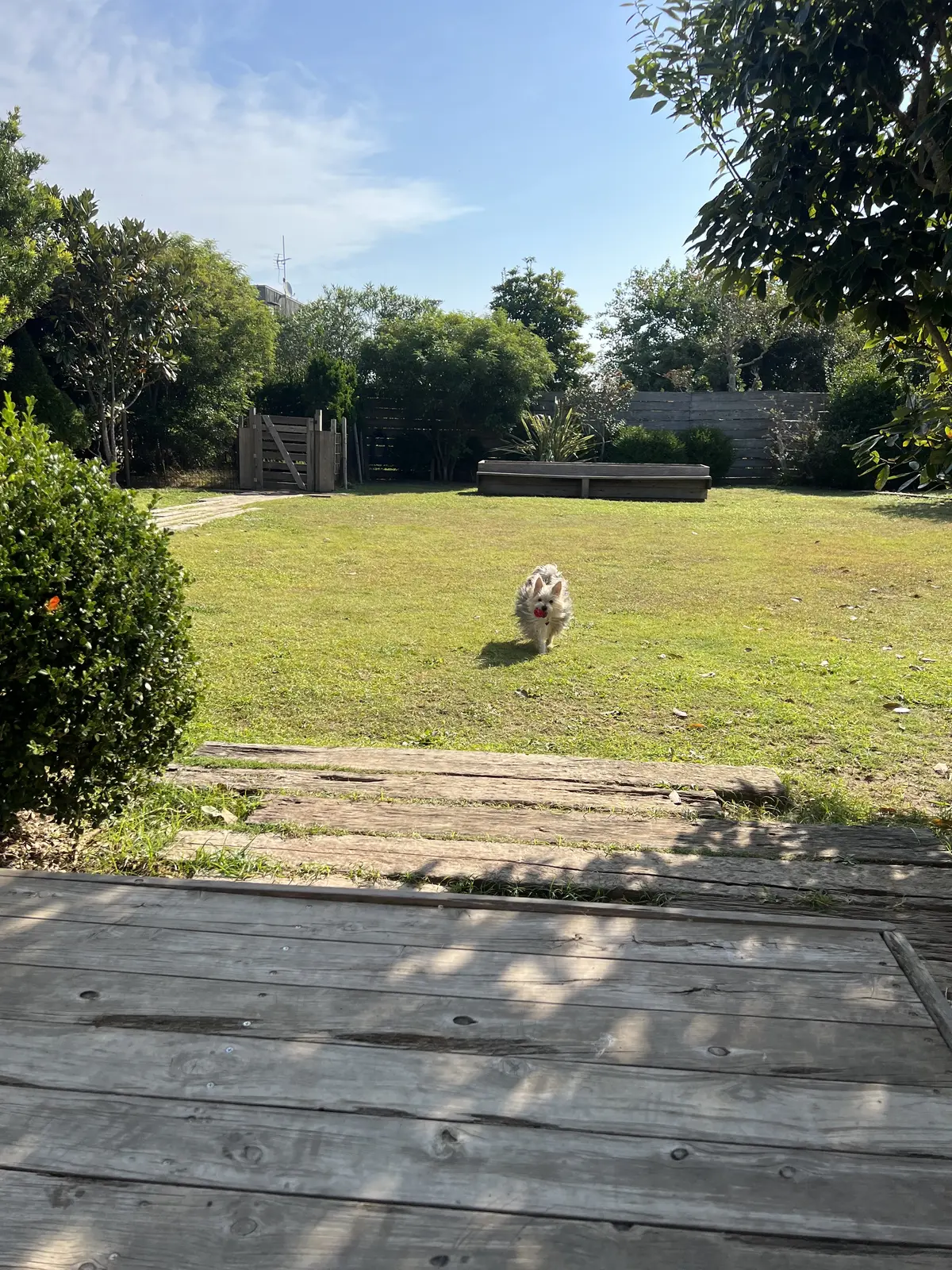 お庭は貸切ドッグラン状態！