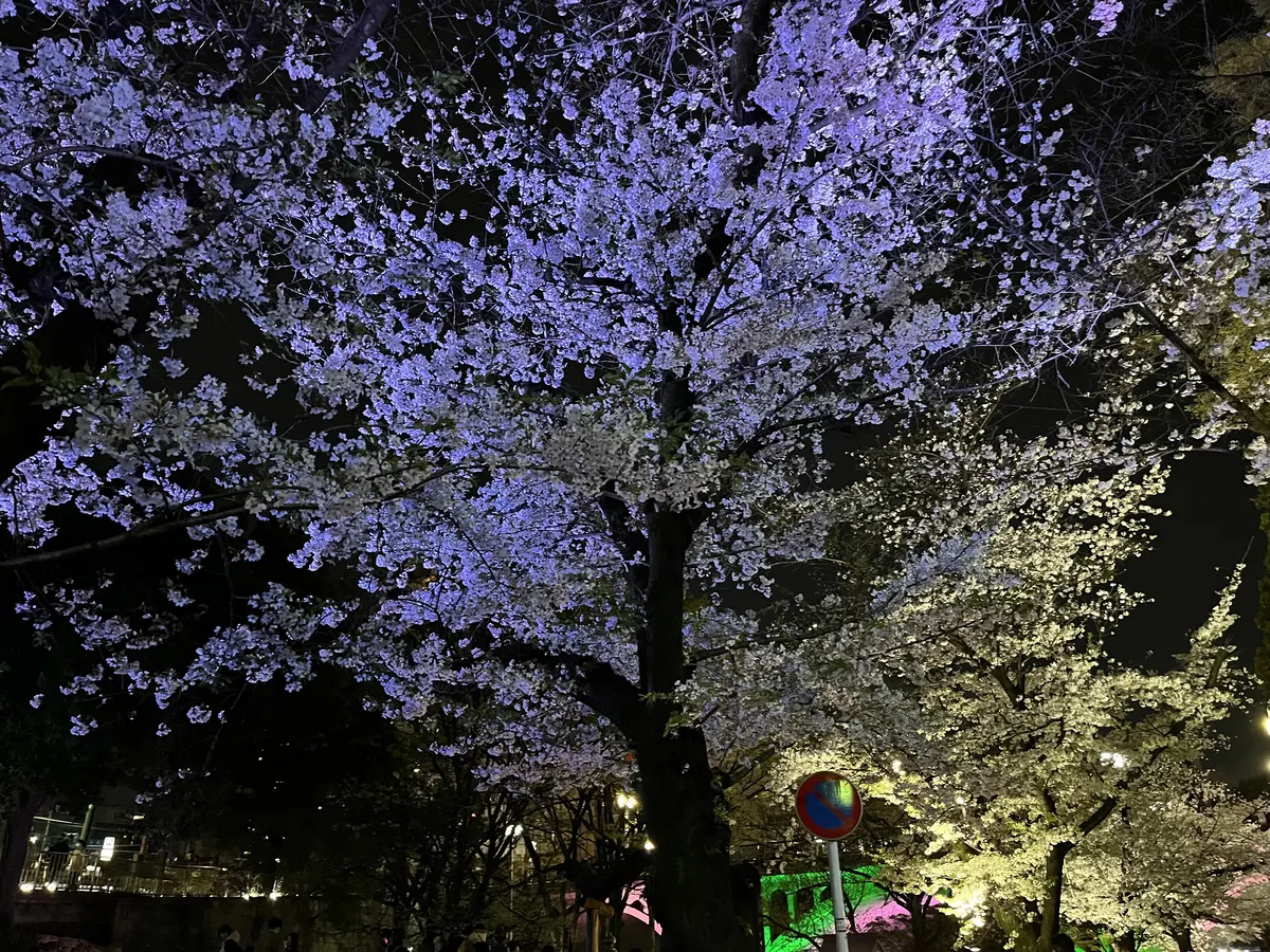 【王子・飛鳥山公園】夕方から夜桜鑑賞の画像_6
