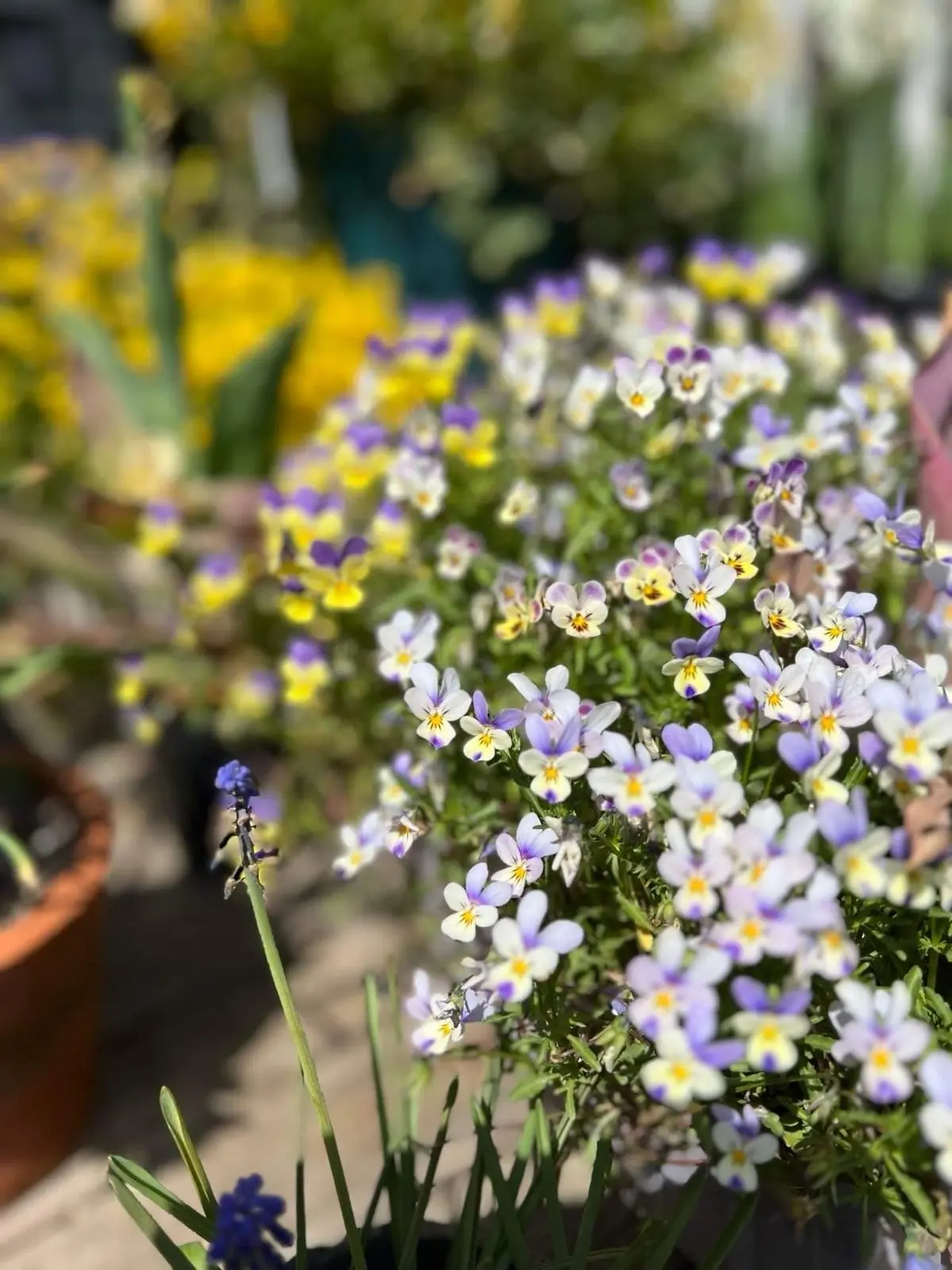 コピスガーデン