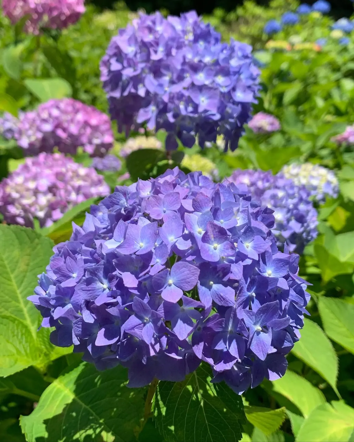 あじさい寺　三室戸寺に行ってきましたの画像_1