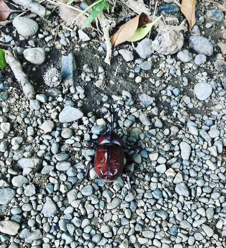 都内屈指のパワースポット！新宿御苑でリフの画像_10