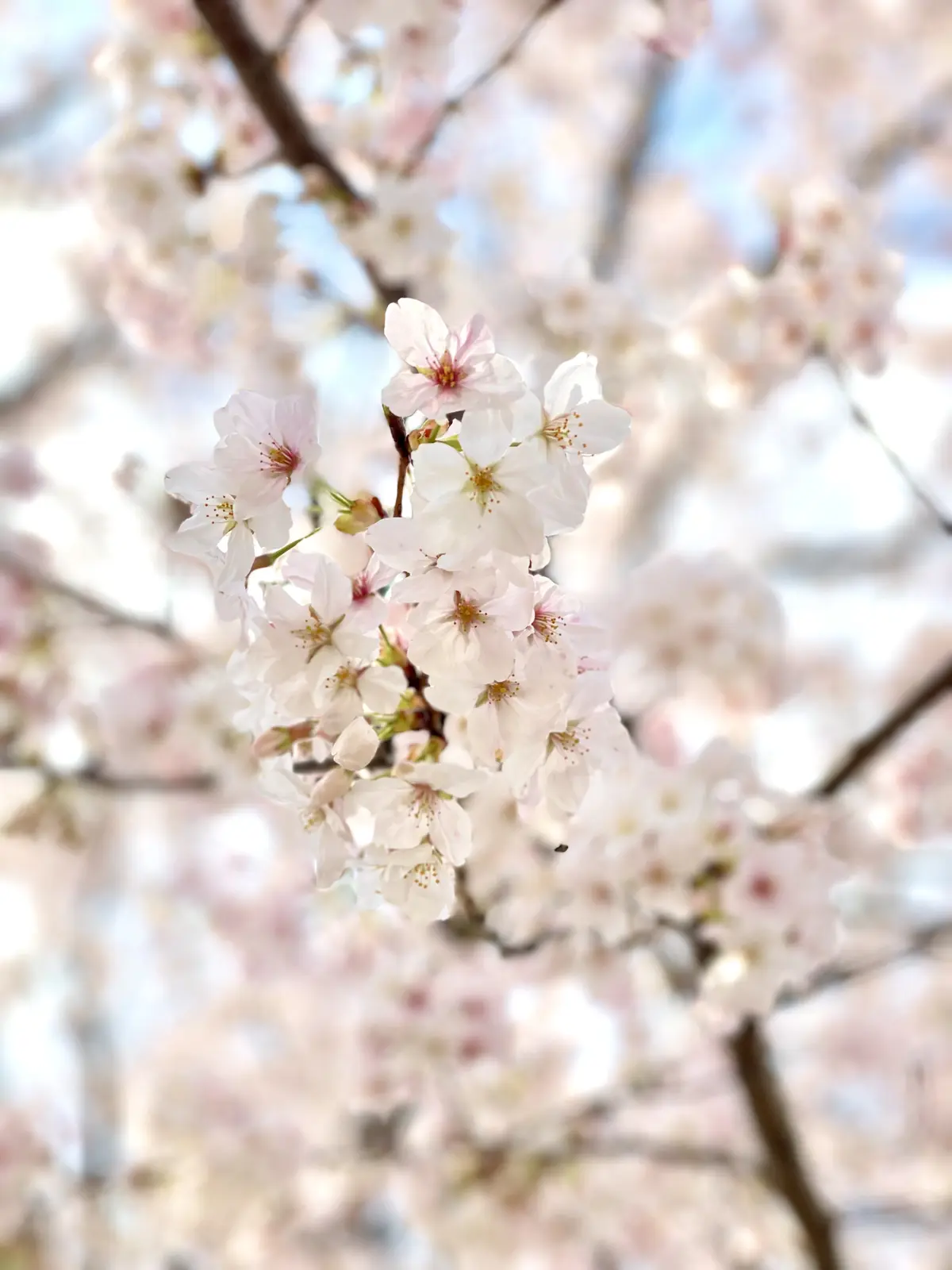 【名古屋ウィメンズマラソン】からの【季節の画像_4