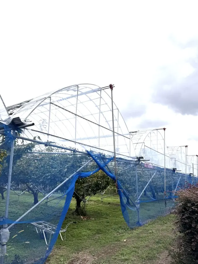 秋の贅沢時間シャインマスカット食べ放題のの画像_9