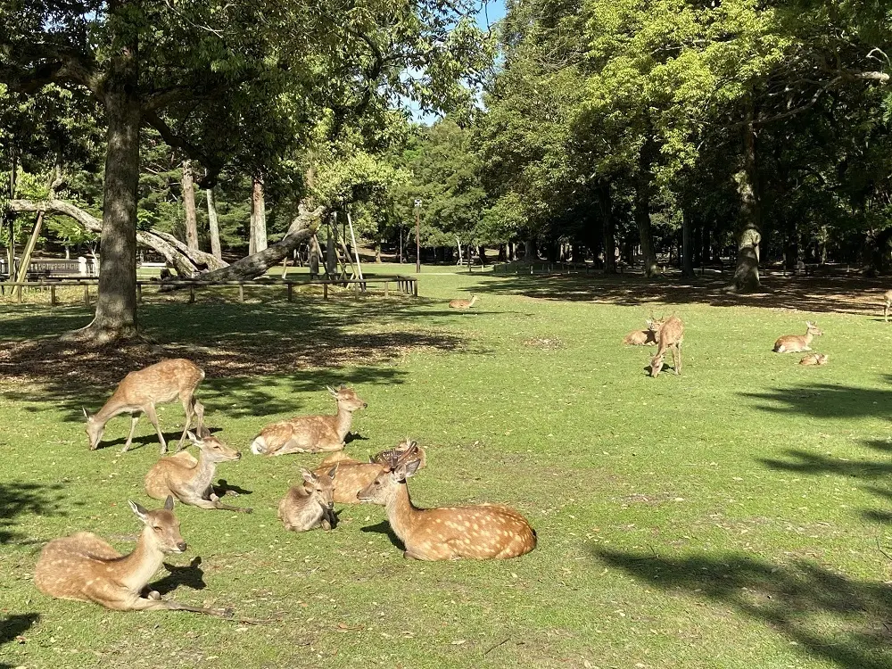 奈良公園