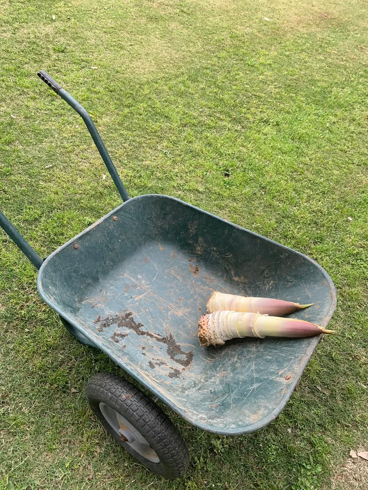 お庭でたけのこ堀してきました。新鮮なタケの画像_3