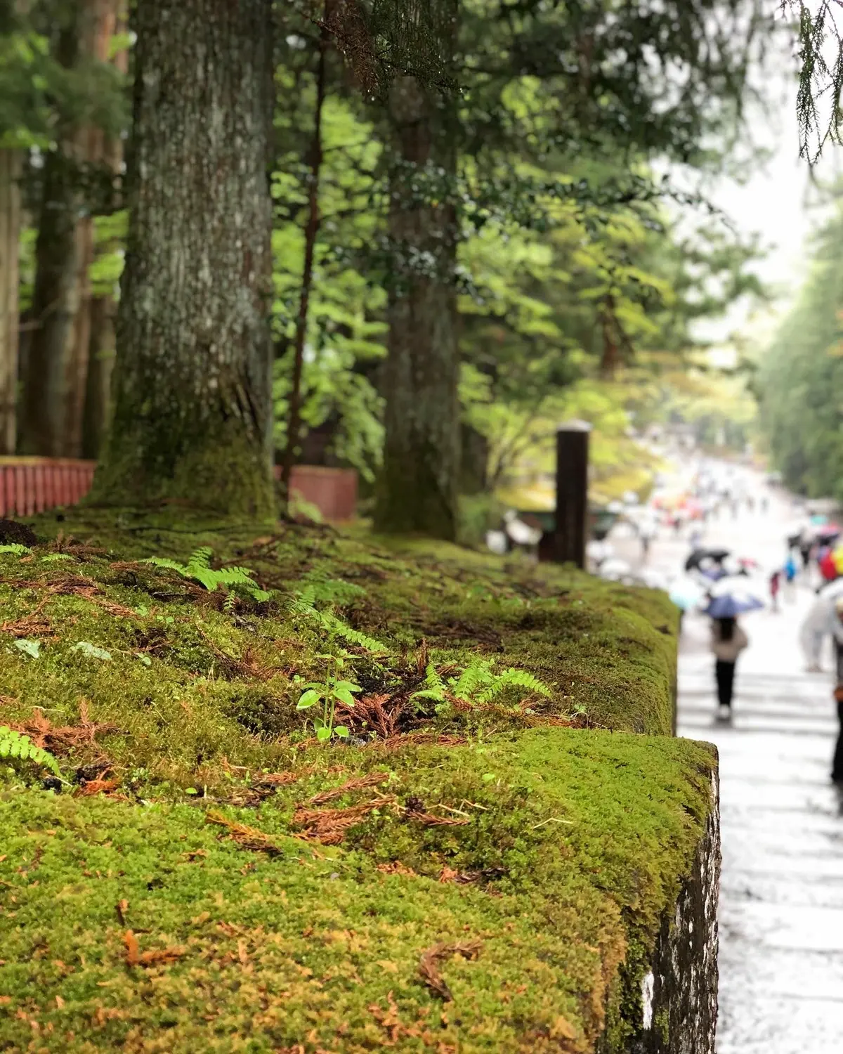 東照宮の苔