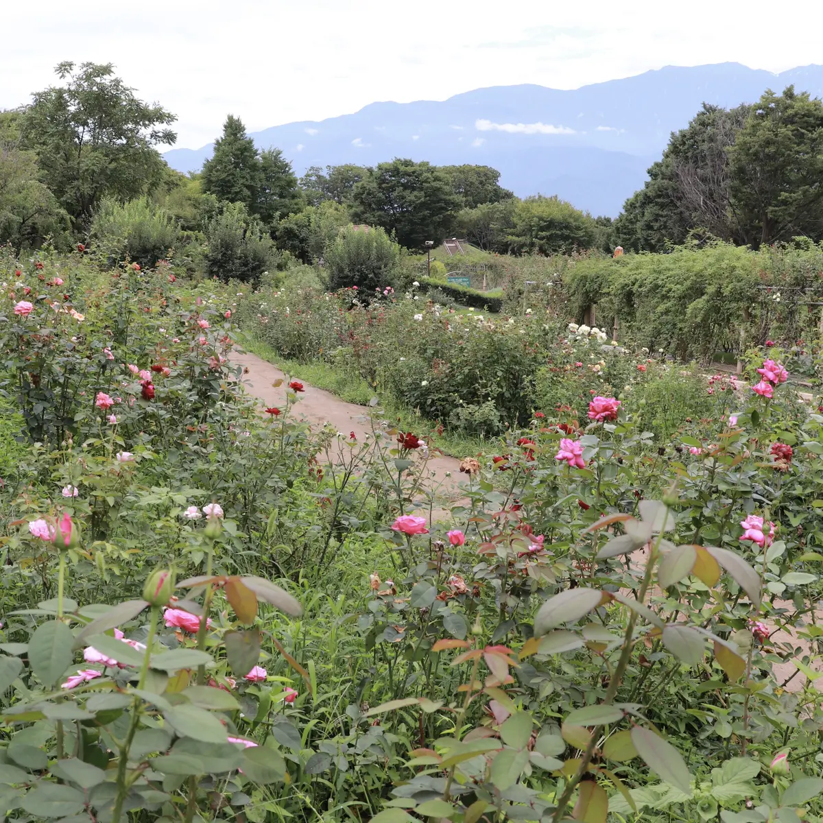ハイジの村　南アルプスを望むローズガーデン