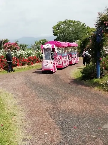 ゆっくりと近づいてくるピンクの汽車