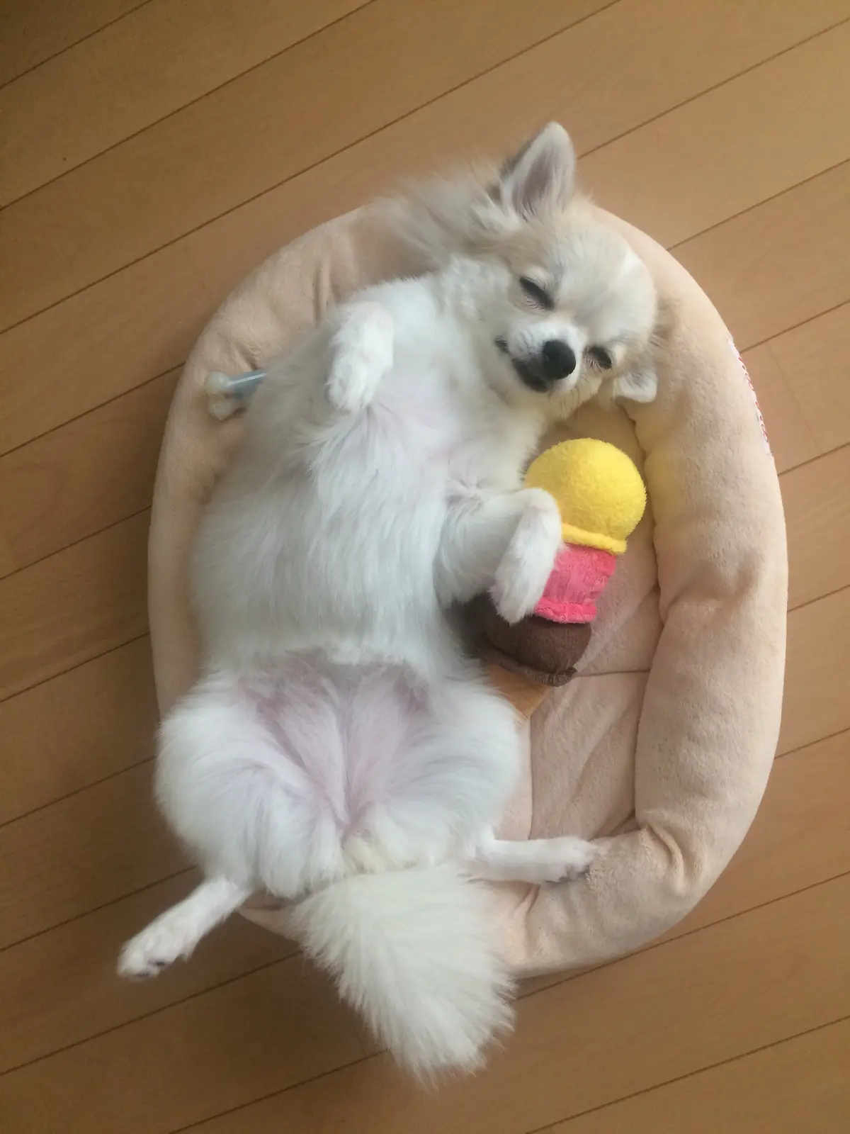 大好き！ペット⑤寝相は無防備ですが、マナの画像_1