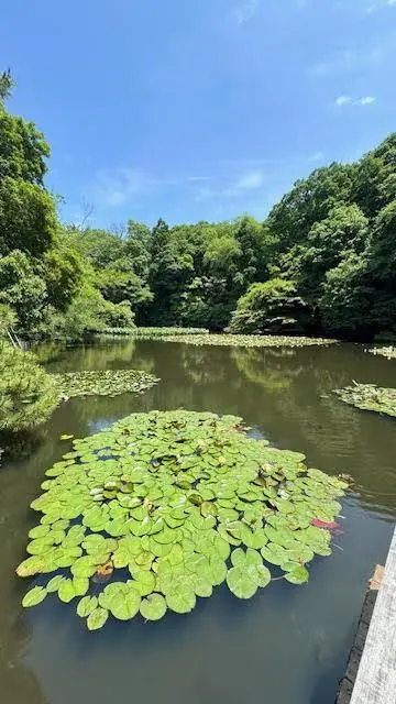 睡蓮の咲く池