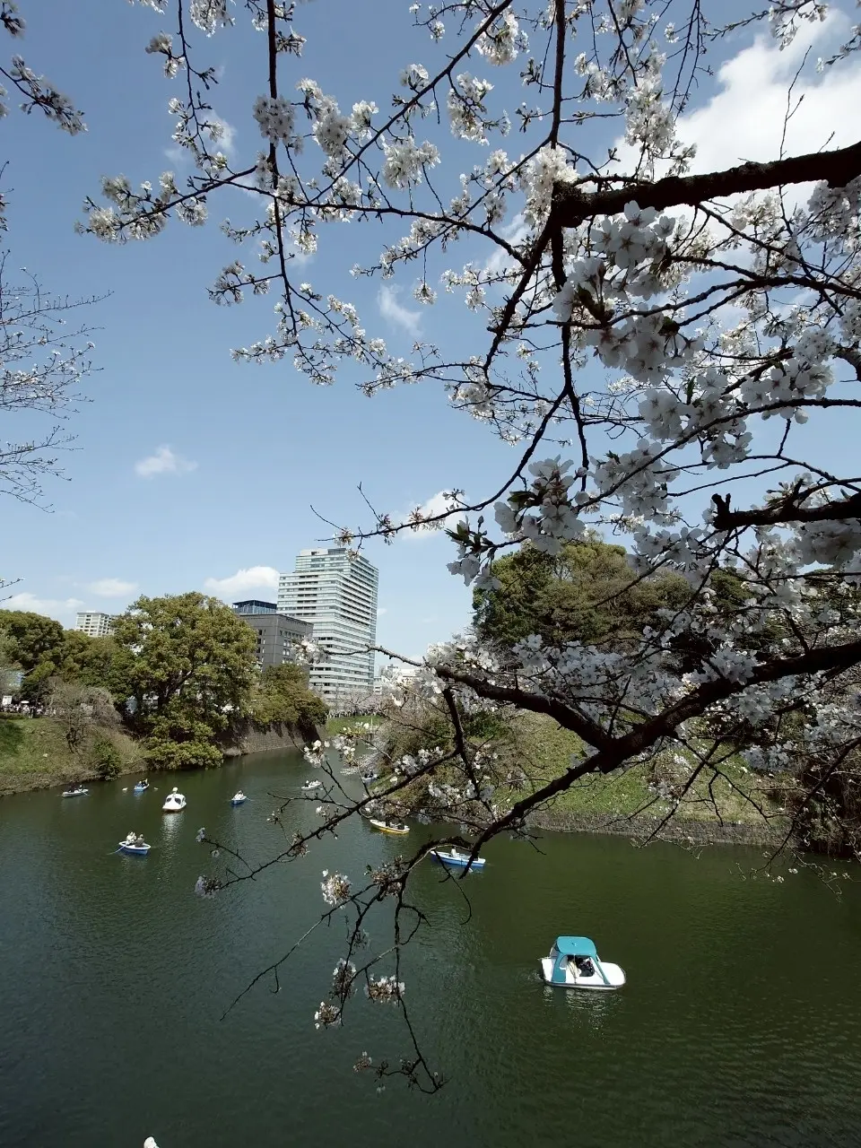 千代田のさくらまつり