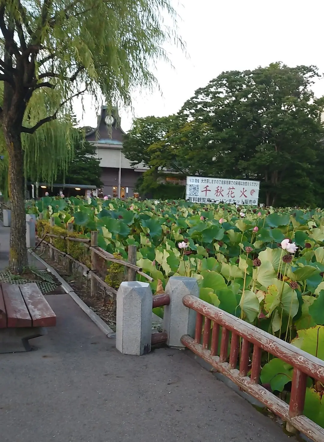 ミルハス前の蓮のお堀