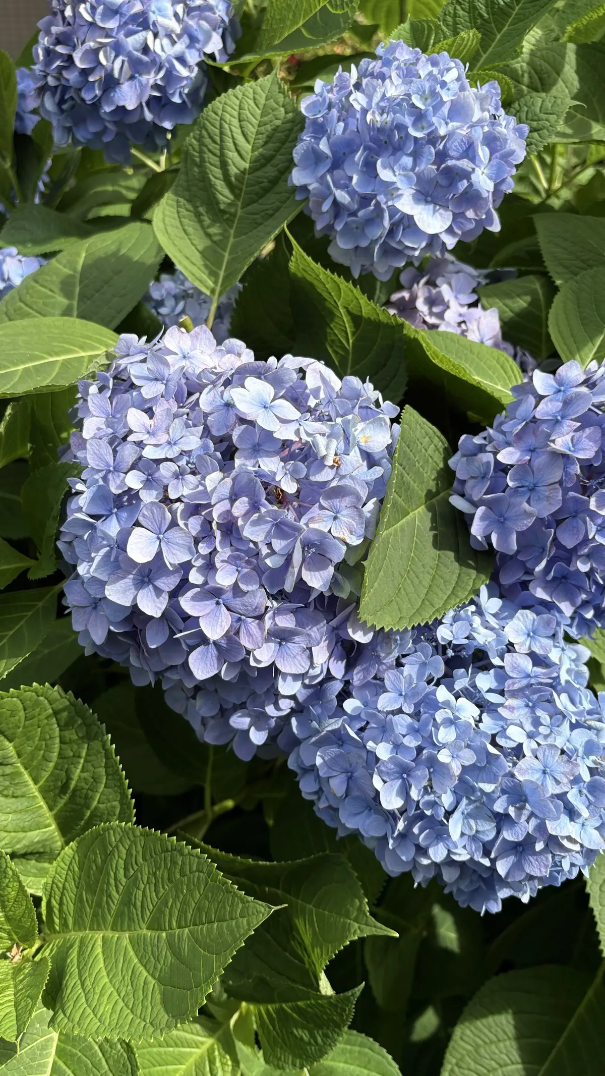 50代しまむらシャツコーデ@マーサブランの画像_8