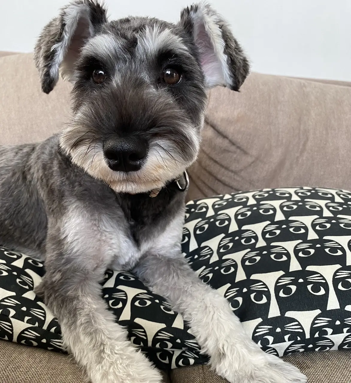 ワンコにもハロウィングッズ！の画像_1