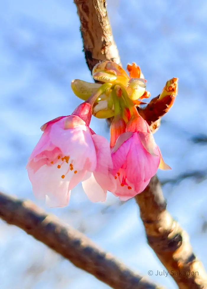 【さかぽんの冒険】菜の花を目指して☆@吾の画像_11