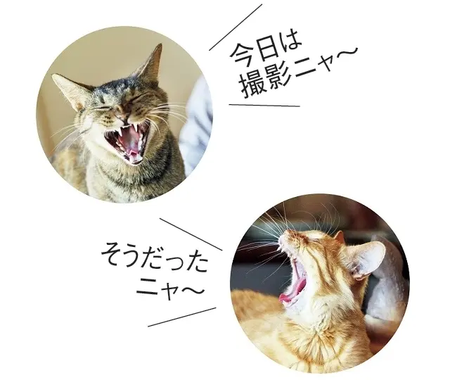 「今日は撮影ニャ～」「そうだったニャ～」