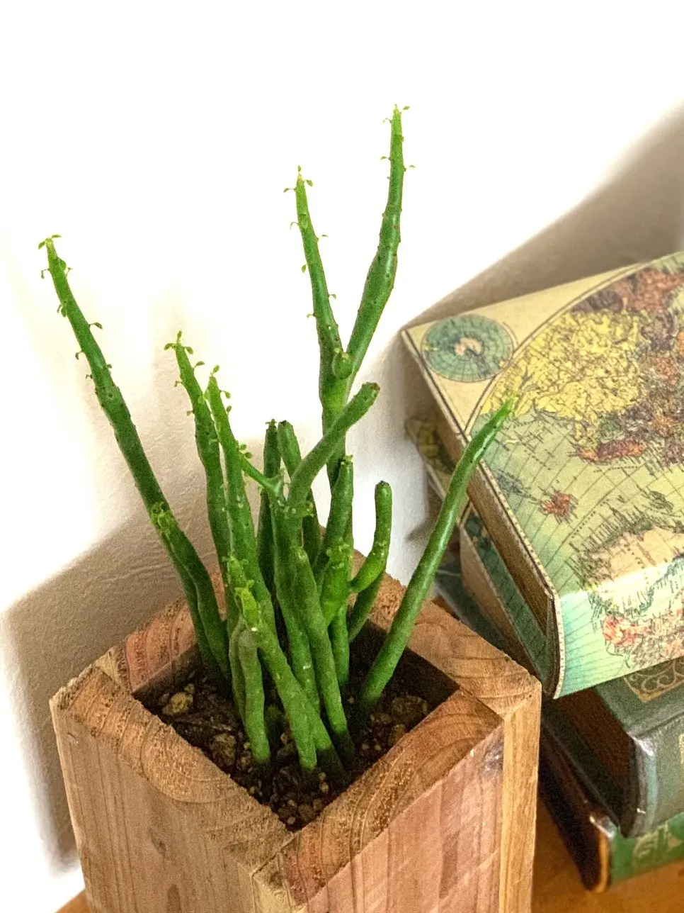 グリーン　グリーンインテリア　インドアグリーン