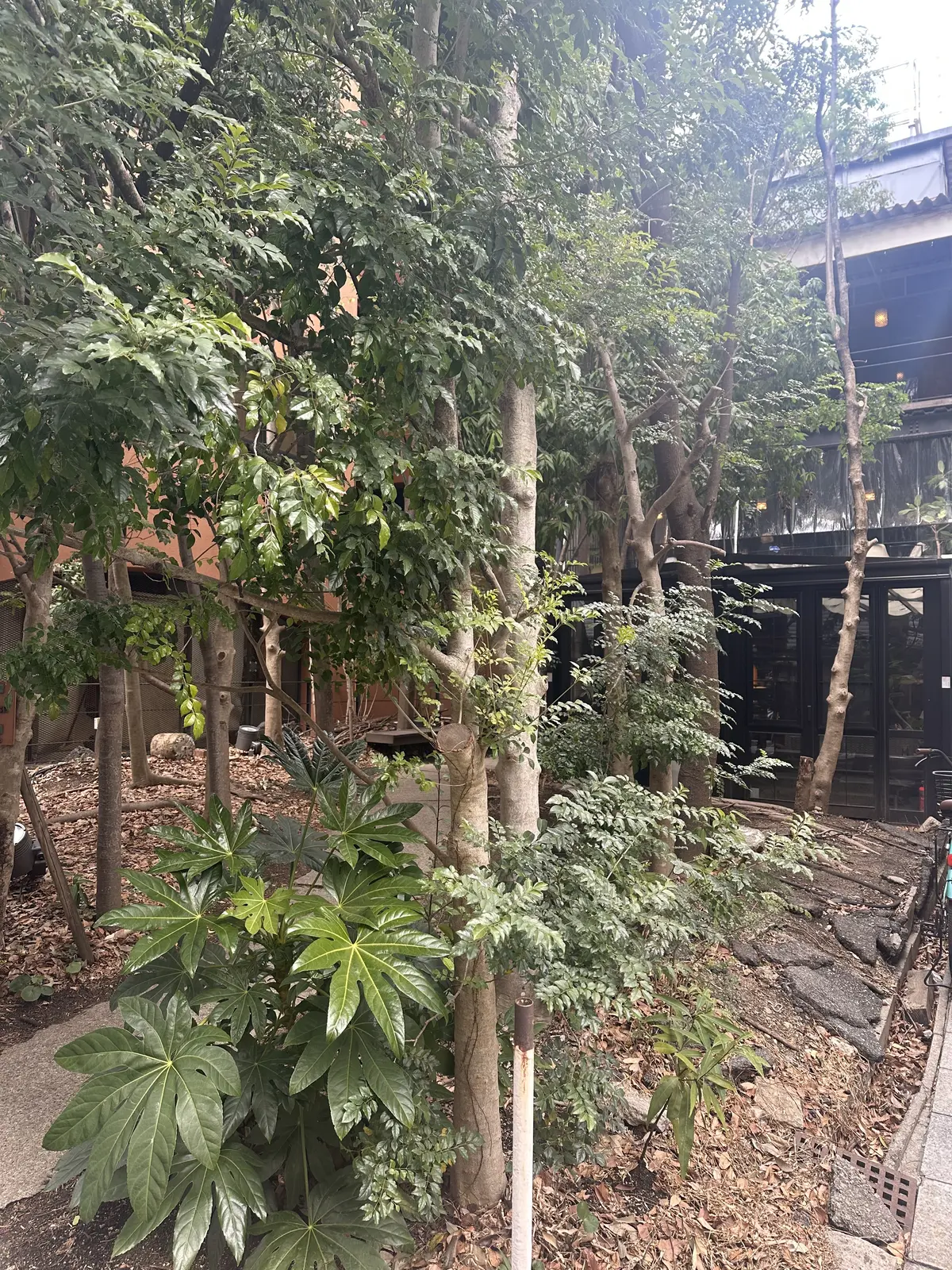 実家神戸へ。ランチ三昧だった神戸STAYの画像_2