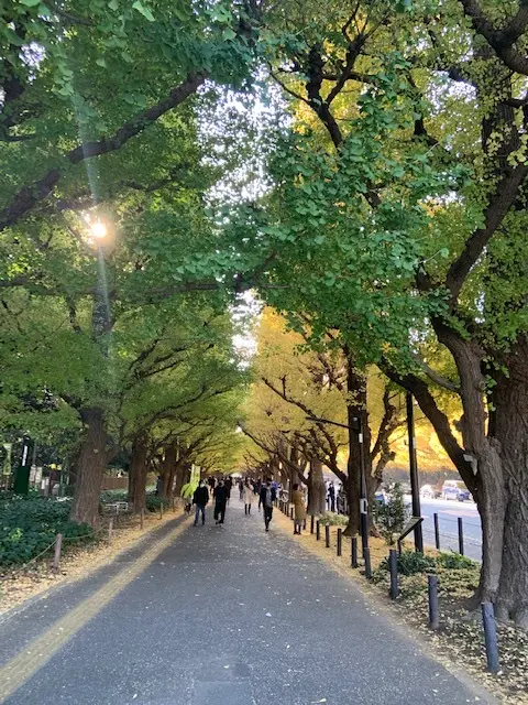 秋の外苑前②の画像_1