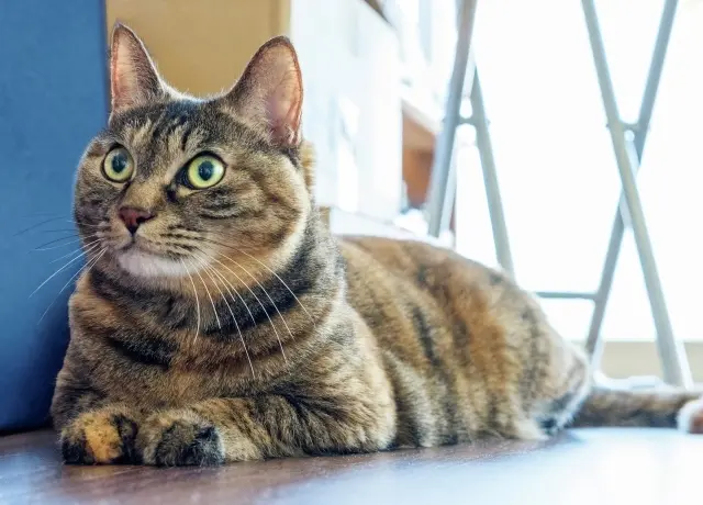 なな　雑種 6歳・♀